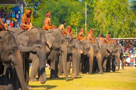 Đây là một lễ hội rất nổi tiếng và cũng là một trong những nền văn hóa đặc sắc của Thái Lan được diễn ra trong tháng 11. Lễ hội này được tổ chức nhằm tôn vinh voi và người huấn luyện - bạn đồng hành của chúng.