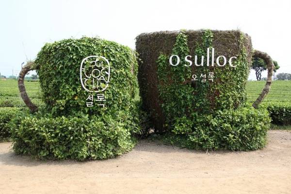 Bảo tàng trà xanh O'Sulloc là nơi bạn có thể tìm hiểu một cách đầy đủ nhất về văn hóa trà Hàn Quốc. Ảnh: Kirk Siang