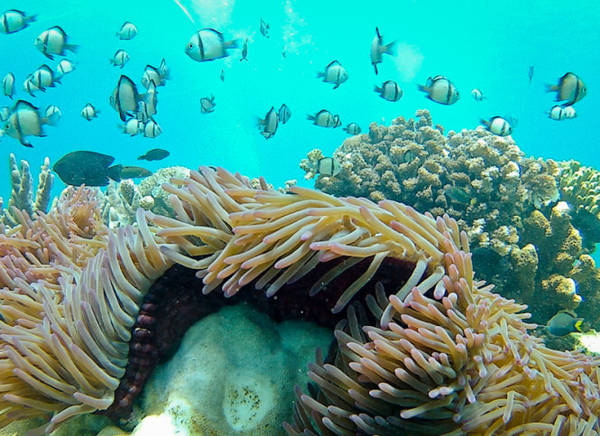 Rạn san hô dưới vịnh Nha Trang - Ảnh: Tiến Thành
