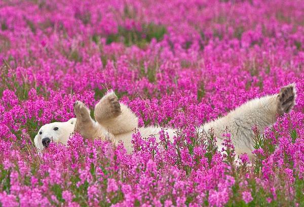 Nhân vật chính trong các bức ảnh là những con gấu trắng khổng lồ đang đùa giỡn giữa cánh đồng hoa nở rộ.