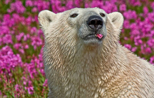 Đây là những con gấu bắc cực thường quen thuộc với hình ảnh sống ở khu vực lạnh giá, phủ đầy băng tuyết.
