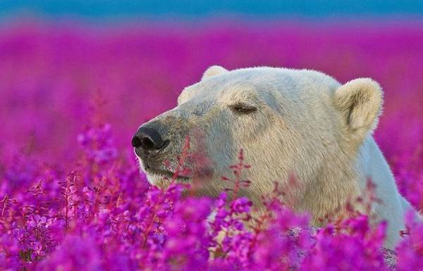 Theo đánh giá của anh, gấu trắng là loài vật đáng yêu. Chúng tỏ ra bình tĩnh, và chơi đùa thoải mái trên đồng hoa. Dường như không có thứ gì khiến chúng phải sợ hãi. 