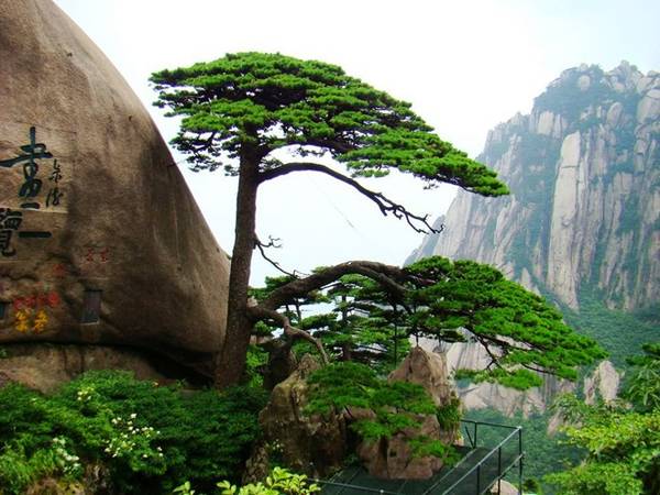 Một là vẻ đẹp của cây thông. Hoàng Sơn có hàng trăm nghìn gốc thông cổ trên một trăm năm tuổi. Đặc biệt hơn cả là cây thông nghênh khách trên ngọn Ngọc Nữ - tượng trưng của Hoàng Sơn. Ảnh: Baike. Một là vẻ đẹp của cây thông. Hoàng Sơn có hàng trăm nghìn gốc thông cổ trên một trăm năm tuổi. Đặc biệt hơn cả là cây thông nghênh khách trên ngọn Ngọc Nữ - tượng trưng của Hoàng Sơn. Ảnh: Baike.