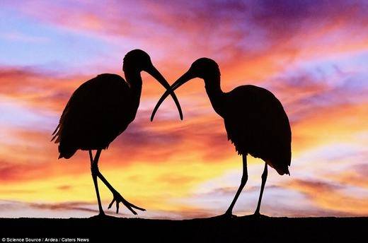 Hai chú chim đang tạo dáng rất tình cảm, hình ảnh được ghi lại ở một công viên hoang dã thuộc Florida, Mỹ.