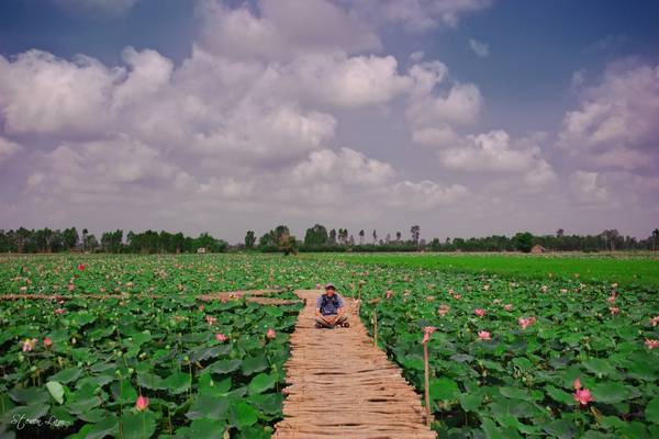 Những cánh đồng sen rực rỡ là một “đặc sản” của Đồng Tháp. Ảnh: Steven Khanh Lam/flickr.com
