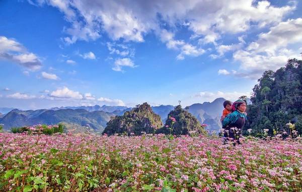 Tháng 10 rủ nhau du lịch Hà Giang ngắm hoa tam giác mạch