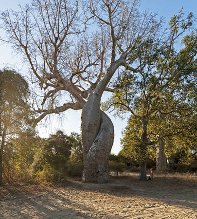Baobab Amoureux - hai thân cây quấn chặt vào nhau và cùng phát triển. Ảnh: Thecrowdedplanet.