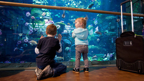 Hành khách nhí mê mẩn trước hồ cá ở sân bay Vancouver, Canada - Ảnh: La Presse 