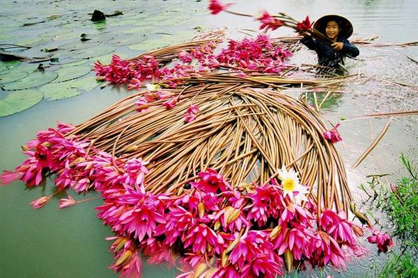 Mùa nước nổi cũng là lúc mặt nước nhuộm hồng sắc hoa súng. Ảnh: Nguyễn Vinh Hiển.