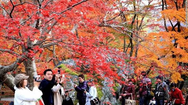 Nhiều du khách đổ đến ngôi đền Hogonin để chiêm ngưỡng mùa thu lãng mạn khi cây cối chuyển màu.