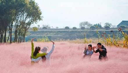 Đây là khung cảnh cánh đồng cỏ màu hồng nằm sát quốc lộ Zhulu ở Thượng Hải (Trung Quốc). 
