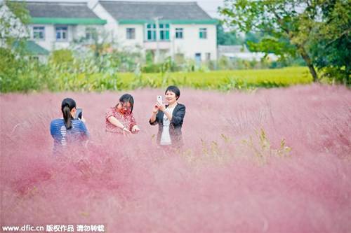Các cô gái say mê tạo dáng trong đồng cỏ hồng.