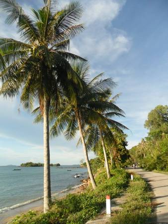 Những hàng dừa trên đảo trồng dọc con đường ven biển rất đẹp. Ảnh: Dongdiephuyen