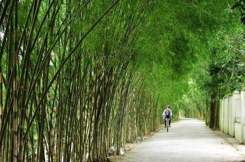 Lối đi nhỏ qua xóm làng trên đường vào vườn cò Bằng Lăng. Ảnh: Hương Chi