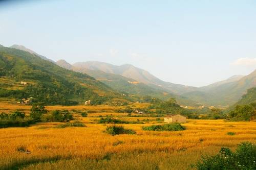 Vẻ đẹp yên bình của lúa hòa trong sắc xanh của núi rừng Bình Liêu. Ảnh: binhlieu.vnweblogs