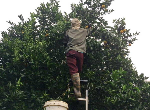 Những cây cam đã cao phải dùng thang để thu hoạch - Ảnh: Huyền Trần