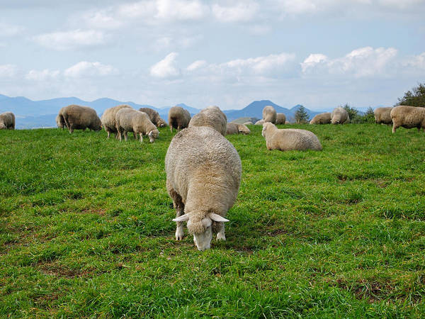 Những chú cừu đáng yêu tại Nông Trại Cừu (Sheep Farm). Ảnh: cungbandulich