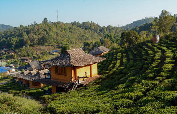 Những ngôi nhà nhỏ nhắn, xinh đẹp nằm ngay trên những đồi chè là nơi sinh sống của các gia đình người Hoa lưu vong từ nhiều thế hệ nay ở Ban Rak Thai.
