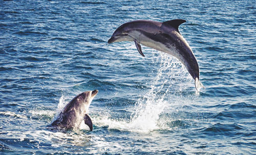 Du khách có thể dễ dàng ngắm cá heo, cá voi ở Maldives.
