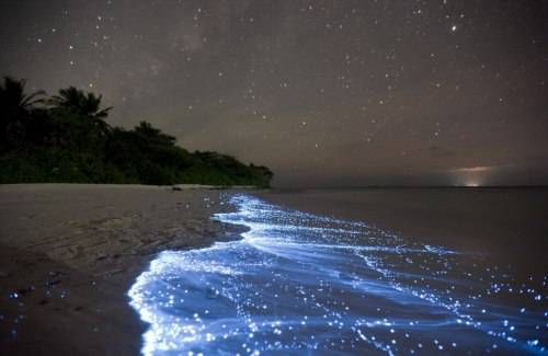 Bãi biển với muôn ngàn "vì sao rơi" tuyệt đẹp ở Maldives.