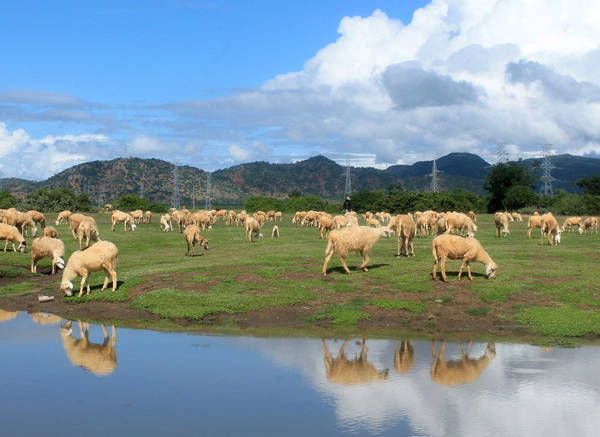 Cừu tập trung nhiều ở khu vực Thuận Bắc, Ninh Phước, Ninh Hải… Ảnh: Xuân Lộc