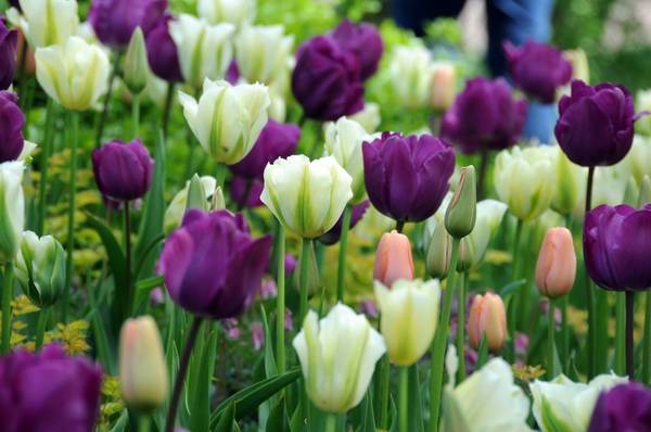 Dạo bộ trong không gian thư giãn hơn rộng hơn 32ha bạn có thể thưởng thức vẻ đẹp của hơn 7 triệu khóm tulip, thủy tiên và dạ lan hương. Ảnh: seeyourinterest.com