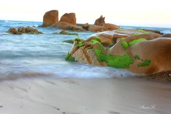 Mùa Tết, cũng là lúc biển Cổ Thạch đẹp nhất với những bãi rêu xanh mượt.
