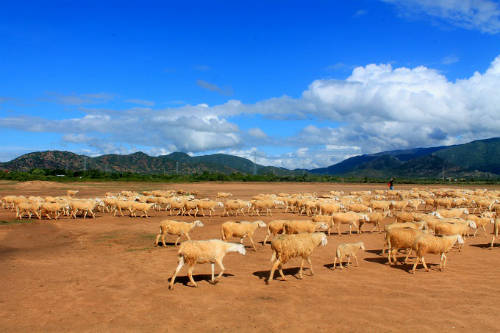  Đồng cừu trở thành điểm nóng của du lịch Ninh Thuận gần đây. Ảnh: Vĩnh Hy.