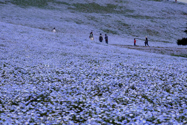 Đứng giữa những đồi hoa xanh mướt, người ta có cảm giác như đang hòa mình giữa đại dương xanh mênh mông tựa như bầu trời đang sa dần xuống mặt đất. Ảnh: Akihiko Nakano