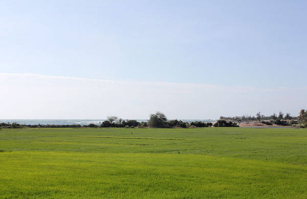Cánh đồng xanh rì trải dài đến tận bờ biển