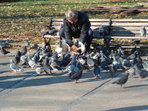 Cho chim ăn ở San Francisco, Mỹ có thể phải nộp tiền phạt. Ảnh: Wiki