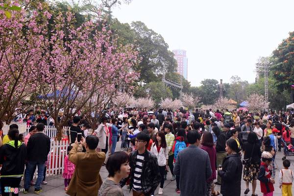 Sáng 20/3, hàng nghìn người dân Hà Nội đổ về khu vực tượng đài Lý Thái Tổ để chiêm ngưỡng hoa anh đào Nhật Bản.