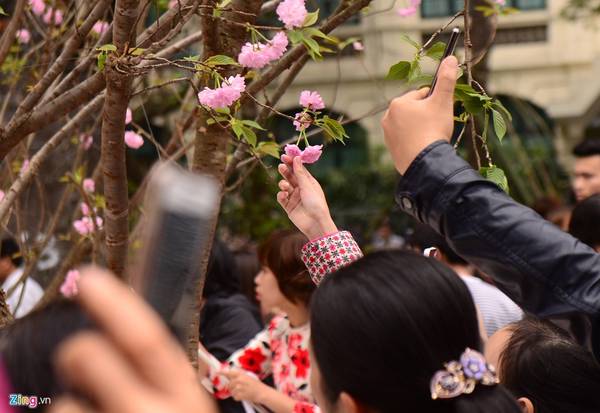 Dù ban tổ chức nhiều lần thông báo trên loa về việc cấm ngắt hoa, bẻ cành và tuyệt đối không được chạm vào hoa anh đào đang được trưng bày nhưng nhiều người vẫn phớt lờ. 