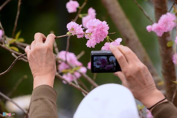 Một số người lấy lý do là muốn tận tay kiểm tra xem đó có phải là hoa anh đào thật hay không, nhưng phần lớn là cầm cành hái hoa để thỏa mãn sở thích chụp ảnh.