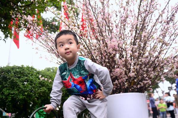 Bé Gia Bảo (4 tuổi) đứng cạnh cành hoa đào để bố mẹ chụp ảnh.