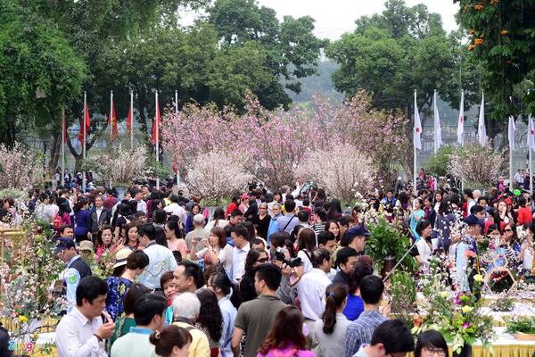 Sau khi lễ hội diễn ra, 200 cây hoa anh đào (được trưng bày ở giữa quảng trường, có màu đỏ và hồng) sẽ được di chuyển đến Công viên Hòa Bình. Các chuyên gia Nhật Bản sẽ phụ trách việc chăm sóc, đảm bảo cho hoa sau một năm. 