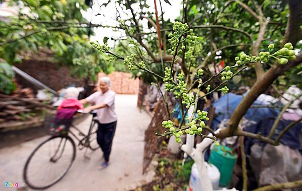 Ở làng quê Bình Minh, huyện Khoái Châu có nhiều gia đình trồng bưởi. Tháng ba này, người dân quê lại cắt hoa đem đi bán ở thành thị kiếm thêm thu nhập.