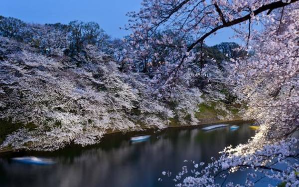 Nhật Bản luôn tự hào với nỗ lực dự đoán chính xác thời điểm những bông hoa đầu tiên khoe sắc. Ảnh: Getty.