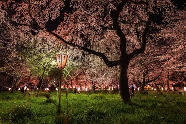  Thủ đô Nhật Bản nổi tiếng với vô số địa điểm ngắm hoa đào (hanami) tuyệt đẹp.