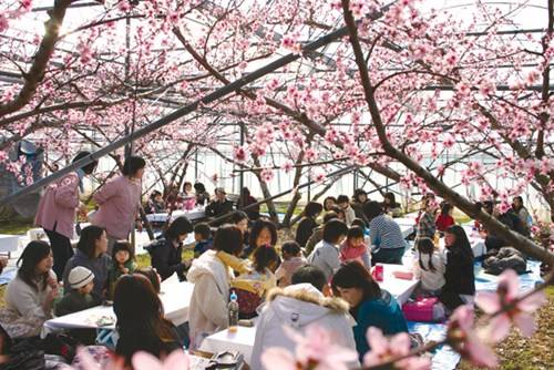 Tổ chức 'Hanami' dưới bóng anh đào là một nét văn hóa truyền thống được mong đợi khi dịp Xuân về