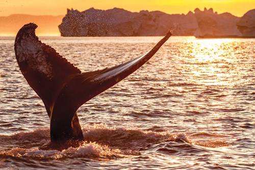  Cú vẫy đuôi “tạm biệt” cúa chú cá voi