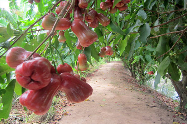 Cái Bè được xem là một trong những vựa trái cây lớn nhất Đồng bằng sông Cửu Long. Ảnh: ST