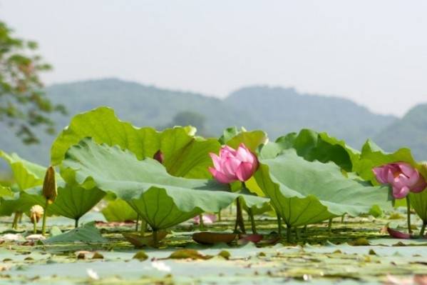  Hồ Quan Sơn hùng vĩ bỗng nên thơ, đẹp mơ màng mùa sen nở. (Ảnh: Internet)