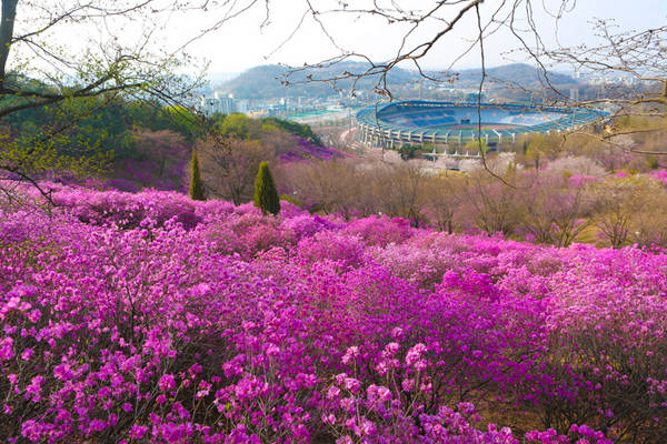 Ở Hàn Quốc, bên cạnh hoa anh đào nở vào đầu tháng 4, khách du lịch còn có thể chiêm ngưỡng lễ hội hoa đỗ quyên nở tím những triền đồi ở nhiều tỉnh thành khắp xứ sở kim chi.