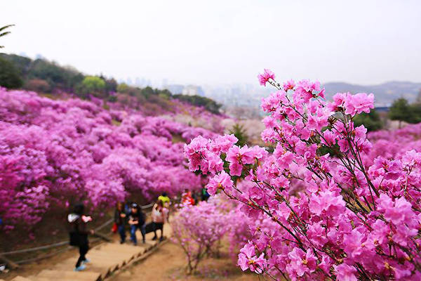 Lễ hội hoa đỗ quyên được tổ chức hàng năm tại Yeongchwi thuộc địa phận của núi Yeosu. Mỗi độ xuân về, các sườn núi Yeosu biến thành một màu biển màu hồng đỗ quyên đang nở rộ. Vào thời điểm này, lễ hội hoa đỗ quyên mang tên Yeongchwi Azalea Festival Yeosu lại được tổ chức trong vài ngày với nhiều cuộc thi cùng hàng nghìn lượt tham quan của khách du lịch đến từ các nơi. 