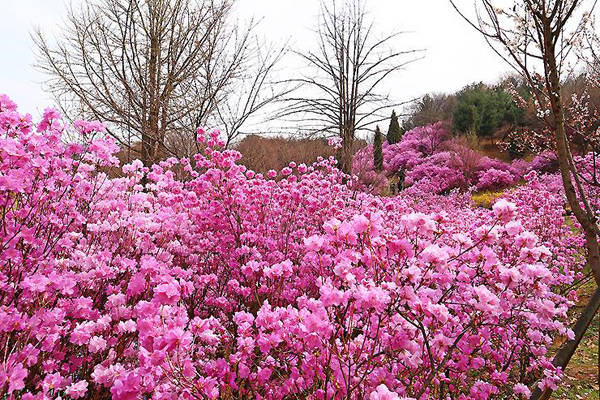 Tại Yeosu - một đỉnh núi không được xem là cao nhất của Hàn Quốc với chiều cao là 510 m nhưng lại là nơi tốt nhất để ngắm hoa đỗ quyên có tuổi đời 30-40 năm. Nơi đây không có nhiều thắng cảnh nổi tiếng nhưng khi đến mùa nở rộ của hoa đỗ quyên lại là một không gian lãng mạn đẹp tuyệt vời khi đứng tại đây. 