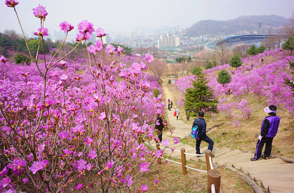 Hoa đỗ quyên ở Hàn Quốc khác với hoa đỗ quyên ở Việt Nam, chúng thường mọc thành từng bụi, vào mùa nở rộ thì rụng hết lá, chỉ còn những bông hoa tím ngắt nở đồng loạt, tạo nên cảnh tượng tuyệt đẹp như tranh.