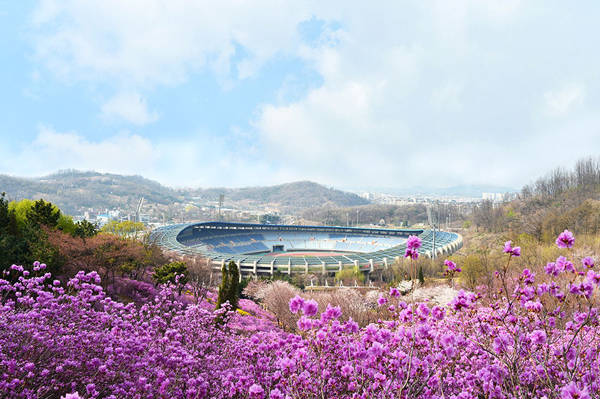 Có 3 lễ hội hoa đỗ quyên chính là Lễ hội hoa đỗ quyên trên núi Hwangmae, Gyeongsang, ở Ganghwa, Incheon và ở Yeosu, Jeonnam. Ngoài ra còn có những nơi khác nổi tiếng với loài hoa này là núi Wonmisan ở Bucheon và làng Wonyeonjang ở thành phố Jeonju.