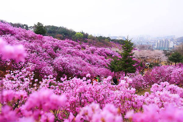 Lễ hội hoa đỗ quyên sẽ diễn ra ở làng Wonyeonjang từ 29/4 đến hết ngày 1/5. Để tới đây, du khách đi từ bến xe bus tốc hành thành phố Jeonju rồi chuyển qua 3 tuyến xe bus mới đến được nơi có những ngọn đồi nhuộm tím bởi hoa đỗ quyên. Tuy phức tạp nhưng khách đi khá đông nên bạn có thể hỏi những người đi đường. 