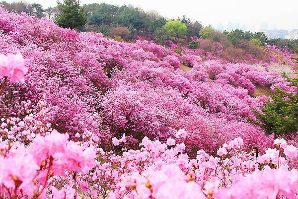 Còn với những ai muốn ghé qua thành phố #‎Bucheon‬, tỉnh Gyeonggi, nơi có hơn 150.000 cây hoa đỗ quyên đang phủ hồng núi Wonmi, bạn có thể đi tàu tới ga tàu điện Khu liên hợp sân vận động thành phố Bucheon trên đường tàu số 7, cửa ra số 2 đi bộ 10 phút đến sau sân sân vận động chính.